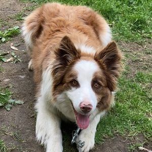 Meet your Posher, Ryan